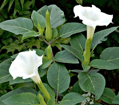 十五种药用花卉