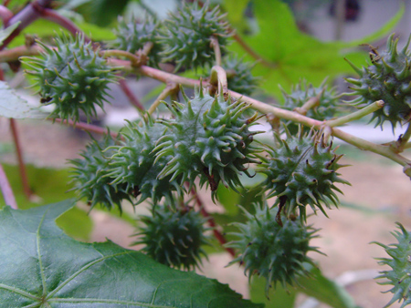 名称:蓖麻ricinus communis别名:萆麻子,蓖麻仁,大麻子,红大麻子.