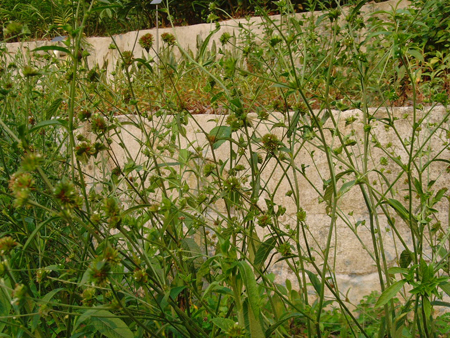 白花地胆草 物种保育 东莞植物园 白花地胆草 物种保育 东莞植物园
