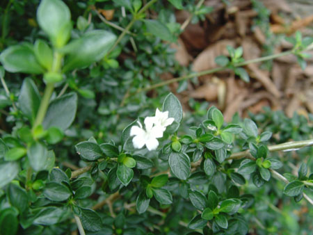 别名:六月雪,路边金,满天星,路边鸡,六月冷,曲节草,路边荆,鱼骨刺,光