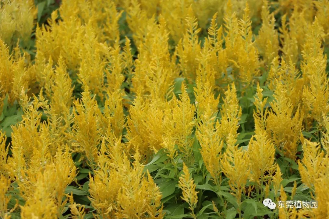 五月花讯红粉菲菲醉我心