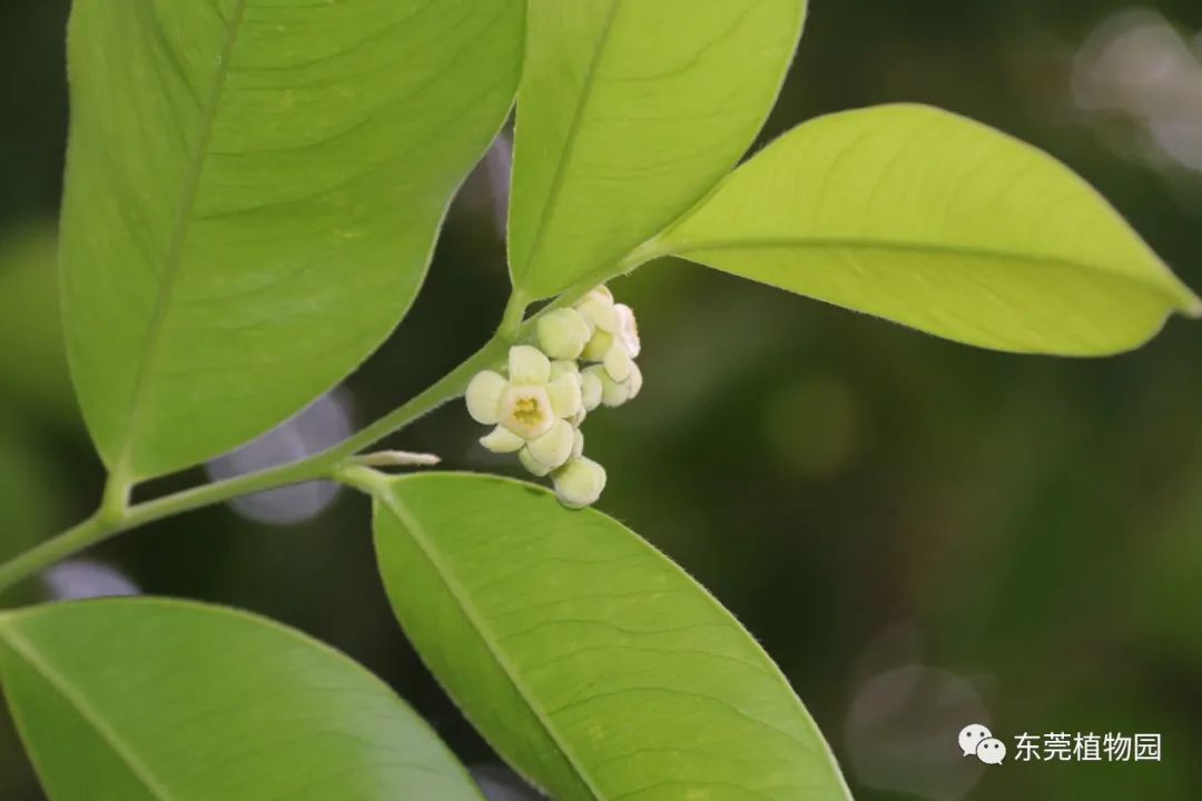 五月花訊紅粉菲菲醉我心