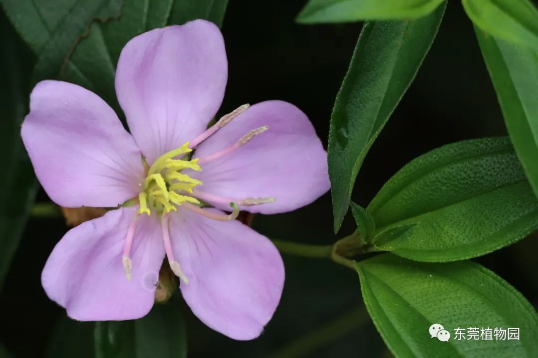 野牡丹tibouchina68semidecandra68 68 野牡丹科,蒂牡花屬▼ 翼