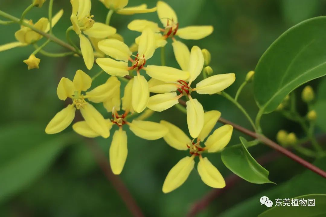 巴西野牡丹tibouchina68semidecandra68 68 野牡丹科,蒂牡花屬